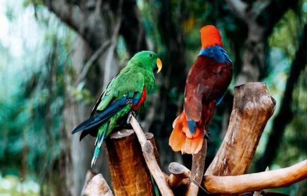 How are parrots different from other birds? — visual overview