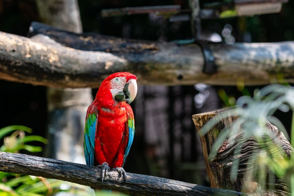 What is the best Macaw to have? — Popular Macaw Species to Consider