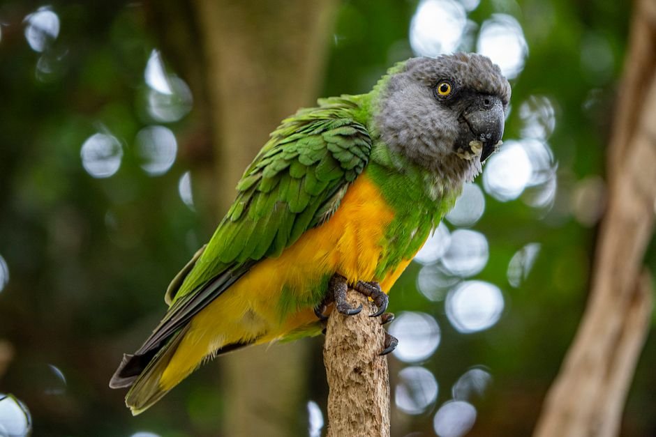 How much does a great African parrot cost? — What to Expect from Your African Parrot Purchase