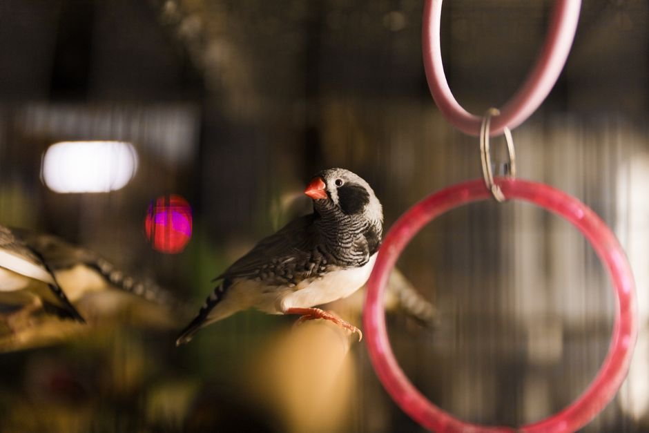 First time bird owner guide — Health Checks and Veterinary Care