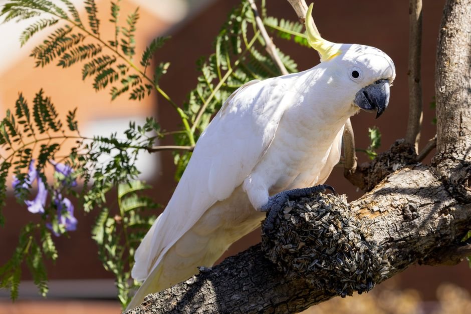 Cockatoo parrots online — The Cost of Cockatoo Parrots: What to Expect