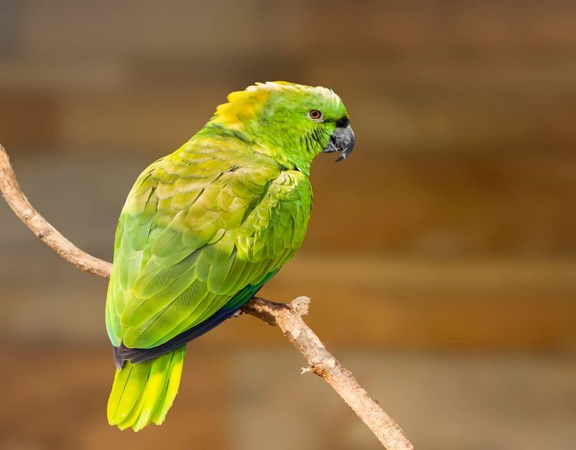 Where can I get an Amazon parrot? — The Cost of Buying and Caring for an Amazon Parrot